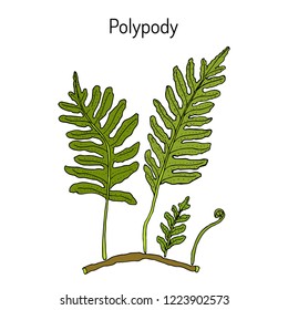 Common polypody (Polypodium vulgare), medicinal plant. Hand drawn botanical vector illustration