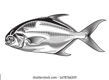 Common Pompano Fish Illustration, sea fish illustration on white background, recreational fishing, sport fishing