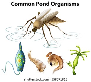 Common pond organisms diagram illustration