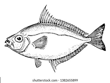 Common Ponyfish Is A Species Of Ponyfish In The Leiognathidae Family, Vintage Line Drawing Or Engraving Illustration.