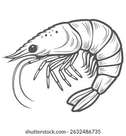 Ilustración de contorno de gambas comunes, Palaemon Serratus