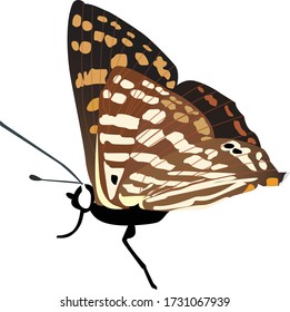 The Common Punch is seen in the Himalayan forests