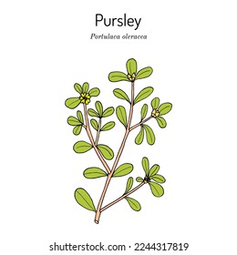 Common Purslane (Portulaca oleracea), or pursley, edible and medicinal plant. Hand drawn botanical vector illustration