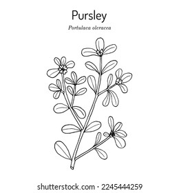 Common Purslane (Portulaca oleracea), or verdolaga, pigweed, little hogweed, red root, pursley, edible and medicinal plant. Hand drawn botanical vector illustration