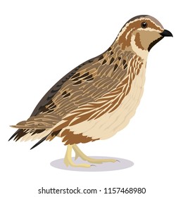 Common Quail Bird