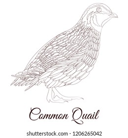 common quail bird coloring