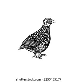 Common quail bird. Hand drawn hen. Engraved Farm animal. Old monochrome sketch. Domestic poultry. Retro template.