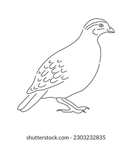 Common quail bird. Hand drawn vector.