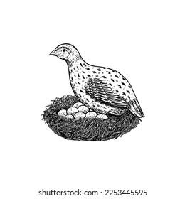 Common quail bird and nest with eggs. Hand drawn hen. Engraved Farm animal. Old monochrome sketch. Domestic poultry. Retro template.