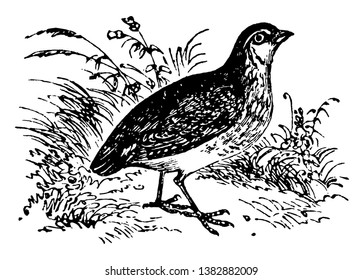 Common Quail is a genus of rasorial birds included in the family of partridges, vintage line drawing or engraving illustration.