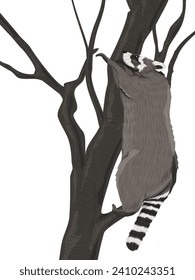 Common raccoon climbed a tree. Realistic vector animal