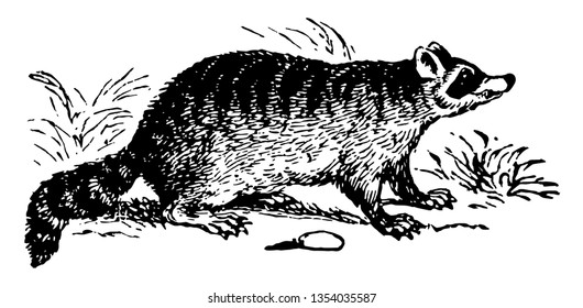 Common Raccoon is a medium sized mammal native to North America vintage line drawing or engraving illustration.