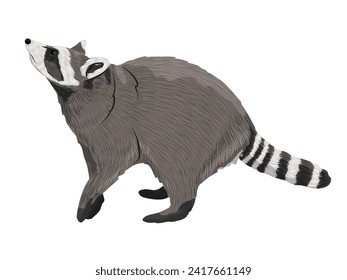 Common raccoon raised his head. Realistic vector animal