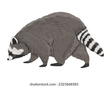 Common raccoon walks with its head down. realistic vector animal