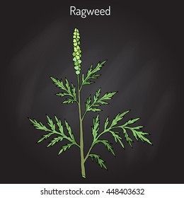 Common ragweed (Ambrosia artemisiifolia), or bitterweed, blackweed, hay fever weed, stammerwort, stickweed, American wormwood. Hand drawn botanical vector illustration