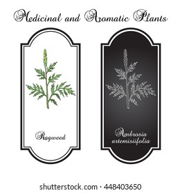 Common ragweed (Ambrosia artemisiifolia), or bitterweed, blackweed, hay fever weed, stammerwort, stickweed, American wormwood. Hand drawn botanical vector illustration