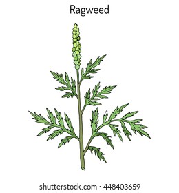 Common ragweed (Ambrosia artemisiifolia), or bitterweed, blackweed, hay fever weed, stammerwort, stickweed, American wormwood. Hand drawn botanical vector illustration