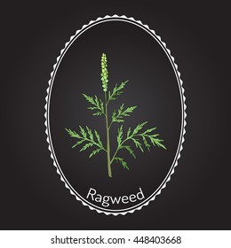 Common ragweed (Ambrosia artemisiifolia), or bitterweed, blackweed, hay fever weed, stammerwort, stickweed, American wormwood. Hand drawn botanical vector illustration