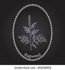 Common ragweed (Ambrosia artemisiifolia), or bitterweed, blackweed, hay fever weed, stammerwort, stickweed, American wormwood. Hand drawn botanical vector illustration