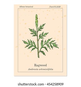 Common ragweed (Ambrosia artemisiifolia), or bitterweed, blackweed, hay fever weed, stammerwort, stickweed, American wormwood. Hand drawn botanical vector illustration