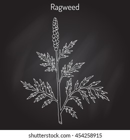 Common ragweed (Ambrosia artemisiifolia), or bitterweed, blackweed, hay fever weed, stammerwort, stickweed, American wormwood. Hand drawn botanical vector illustration