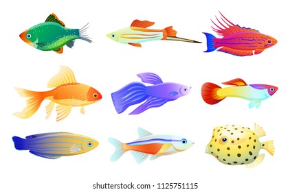 Common and rare different coloration and size aquarium inhabitant specie. Goldfish and tamarin wrasse, boxfish and tetra neon vector illustration.