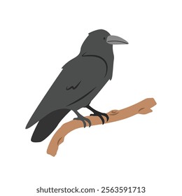 Common raven cartoon clipart. Black crow or raven vector illustration in flat style. Hand-drawn wild animal concept