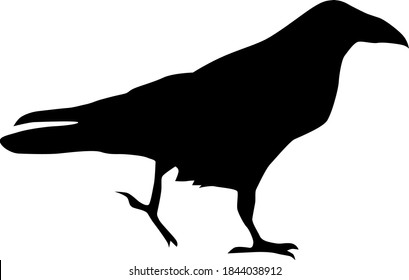 common raven (Corvus corax), bird walking from profile, vector silhouette isolated on white background