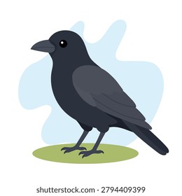 Common raven in flat wildlife style. Common raven illustration featuring Corvus corax, intelligent black bird for education use.