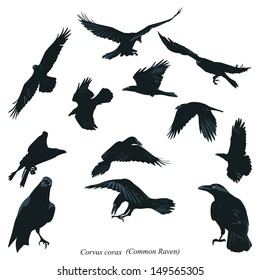 Common Raven Illustration