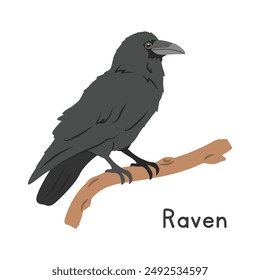 Vektorillustration eines gemeinsamen Raben, der auf Baumast-Cartoon-Clipart-Charakter sitzt, Tier im flachen Stil. Wildtiere, Vögel, Vogelkonzept. Raven Vektorgrafik Design isoliert auf weißem Hintergrund