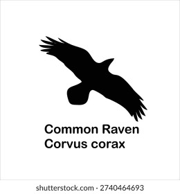 Common Raven Silhouette Flying Vector Illustration Isolated on White Background