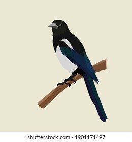 Common realistic magpie on a branch. Isolated background. Template for web design, logo, icons, emblems.