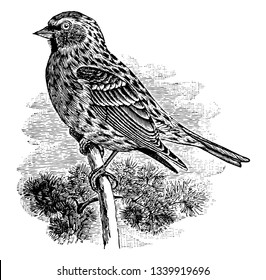 Common Redpoll Is A Species Of Bird In The Finch Family Vintage Line Drawing Or Engraving Illustration.
