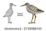 Common redshank. Two small wading birds with orange legs and beaks, slender bodies, and spotted plumage. Isolated vector illustration on a bird theme. 