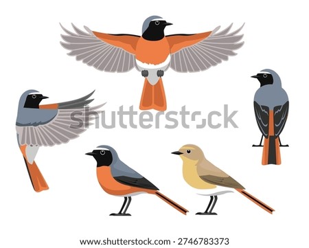 Common Redstart Bird Various Poses Cartoon Vector Character
