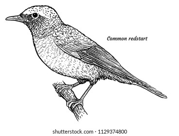 Common redstart, Phoenicurus phoenicurus illustration, drawing, engraving, ink, line art, vector