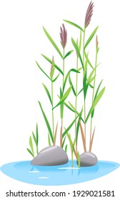 Common reed plant grow near the water isolated illustration, water plants for decorative pond in landscape design garden, green lake bulrush plants with stones in water on side view