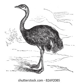 Common Rhea or Rhea americana, vintage engraved illustration. Trousset encyclopedia (1886 - 1891).