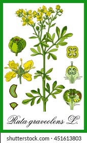 Common Rue Herbal