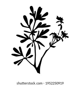 Common Rue herbal silhouette isolated on white background. Hand drawn vector flat botanical illustration. Design for card, pattern, textile