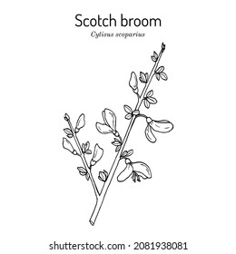 Common or Scotch broom (Cytisus scoparius), medicinal and ornamental plant. Hand drawn botanical vector illustration