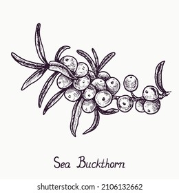 Common sea buckthorn branch with berries and leaves, outline simple doodle drawing with inscription, gravure style