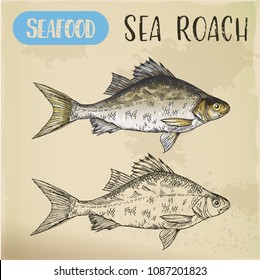 Common sea slater or roach sketch. Signboard with hand drawn mediterranean fish. Aquatic fauna for restaurant menu or seafood market. Underwater wildlife and natural food theme