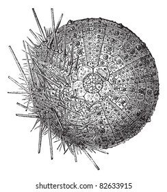 Common sea urchin. On the one hand, we remove the thorns to show the test, vintage engraved illustration. Trousset encyclopedia (1886 - 1891).