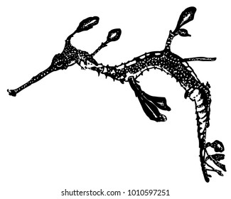 Common seadragon ink vector illustration. Sea horse from Australia