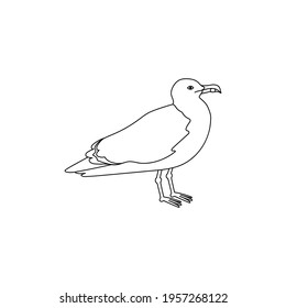 Common seagull city bird, mew gull, European herring gull. Vector line hand drawn illustration isolated on white background.