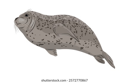 A common seal swims. Seal Phoca vitulina. Wild animals of the northern hemisphere. Realistic pinniped animal