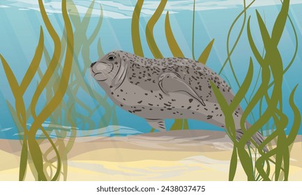 A common seal swims in sea water. Lake with sandy bottom and algae. Realistic vector landscape