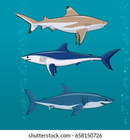 1,501 Blacktip sharks Images, Stock Photos & Vectors | Shutterstock